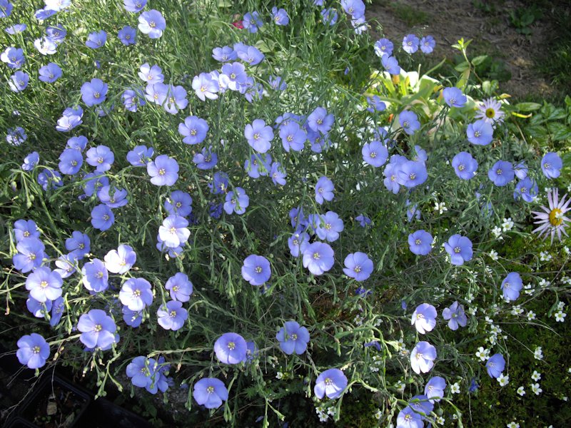 Linum perenne photo